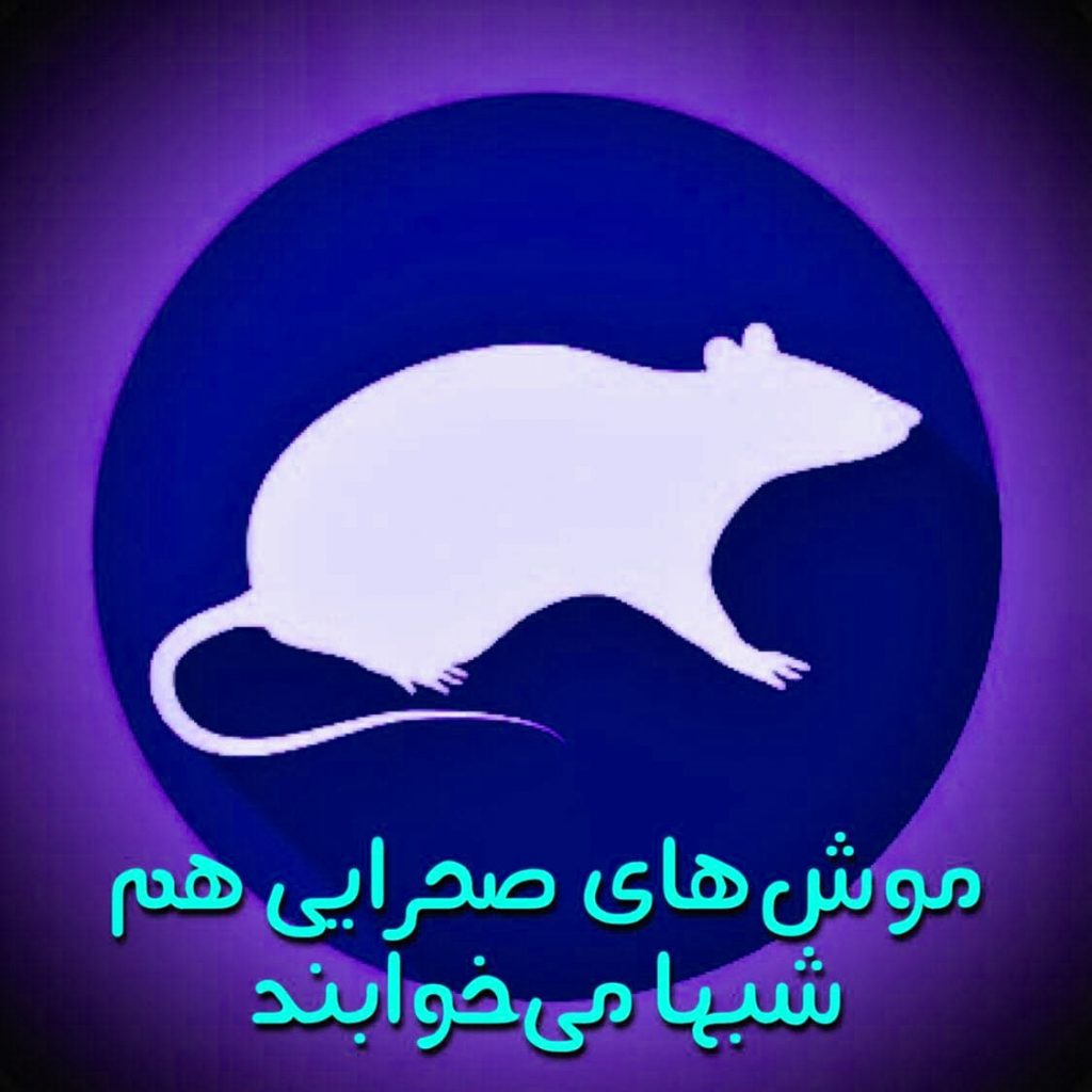موش‌های صحرایی هم شب‌ها می‌خوابند